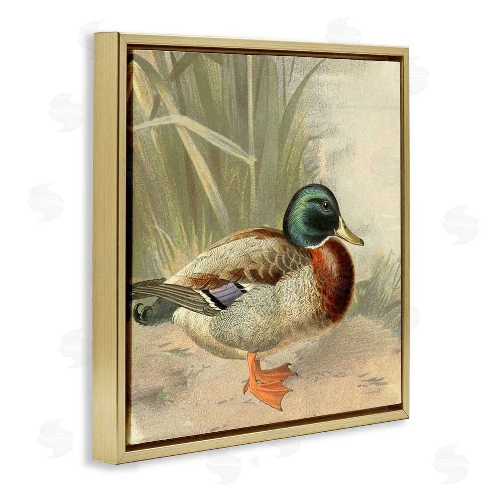 Gail Fraser Traditional Duck & Pond Gold Floating Frame Canvas Wall Art Print