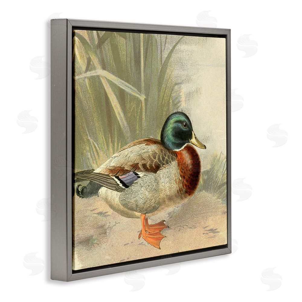 Gail Fraser Traditional Duck & Pond Gray Floating Frame Canvas Wall Art Print