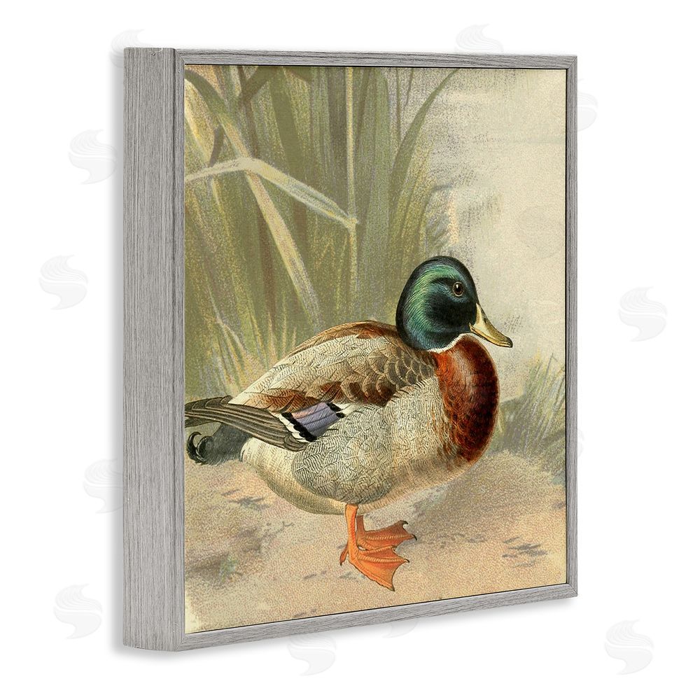 Gail Fraser Traditional Duck & Pond Gray Framed Glicee Wall Art Print