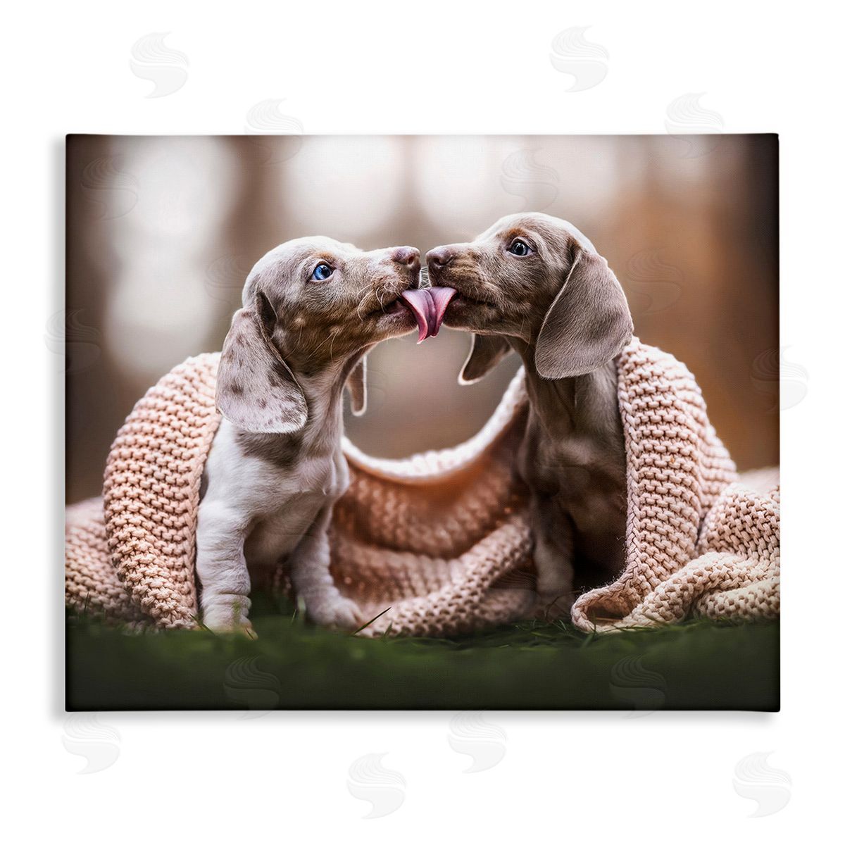 Natalie Grosse Puppies with Blanket