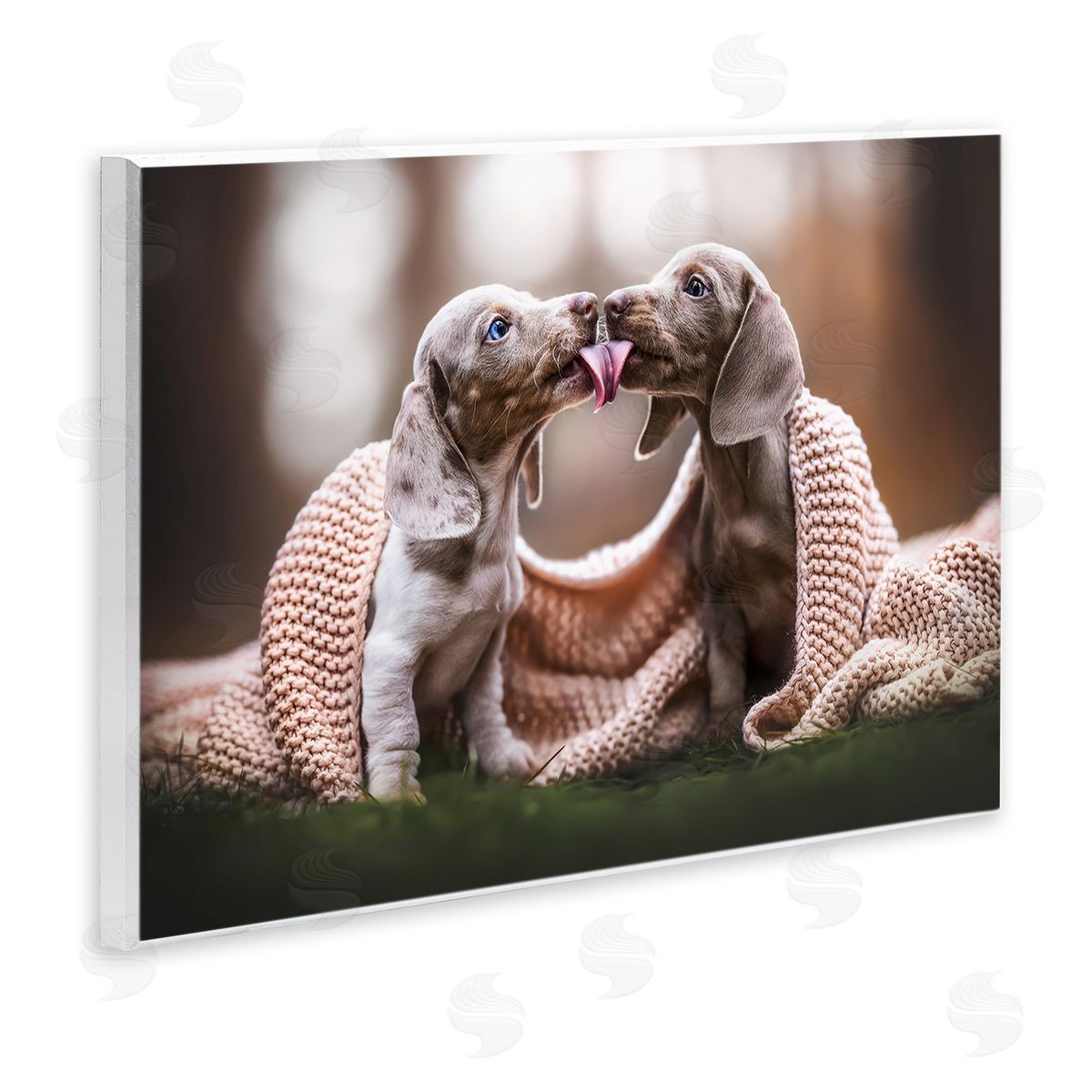 Natalie Grosse Puppies with Blanket