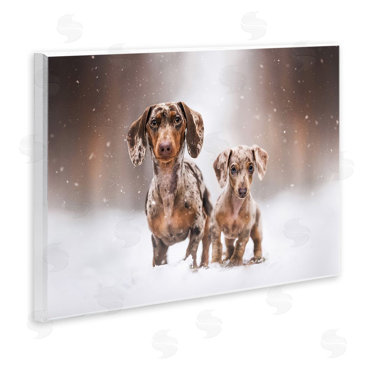 Natalie Grosse Playing Puppies in Snow