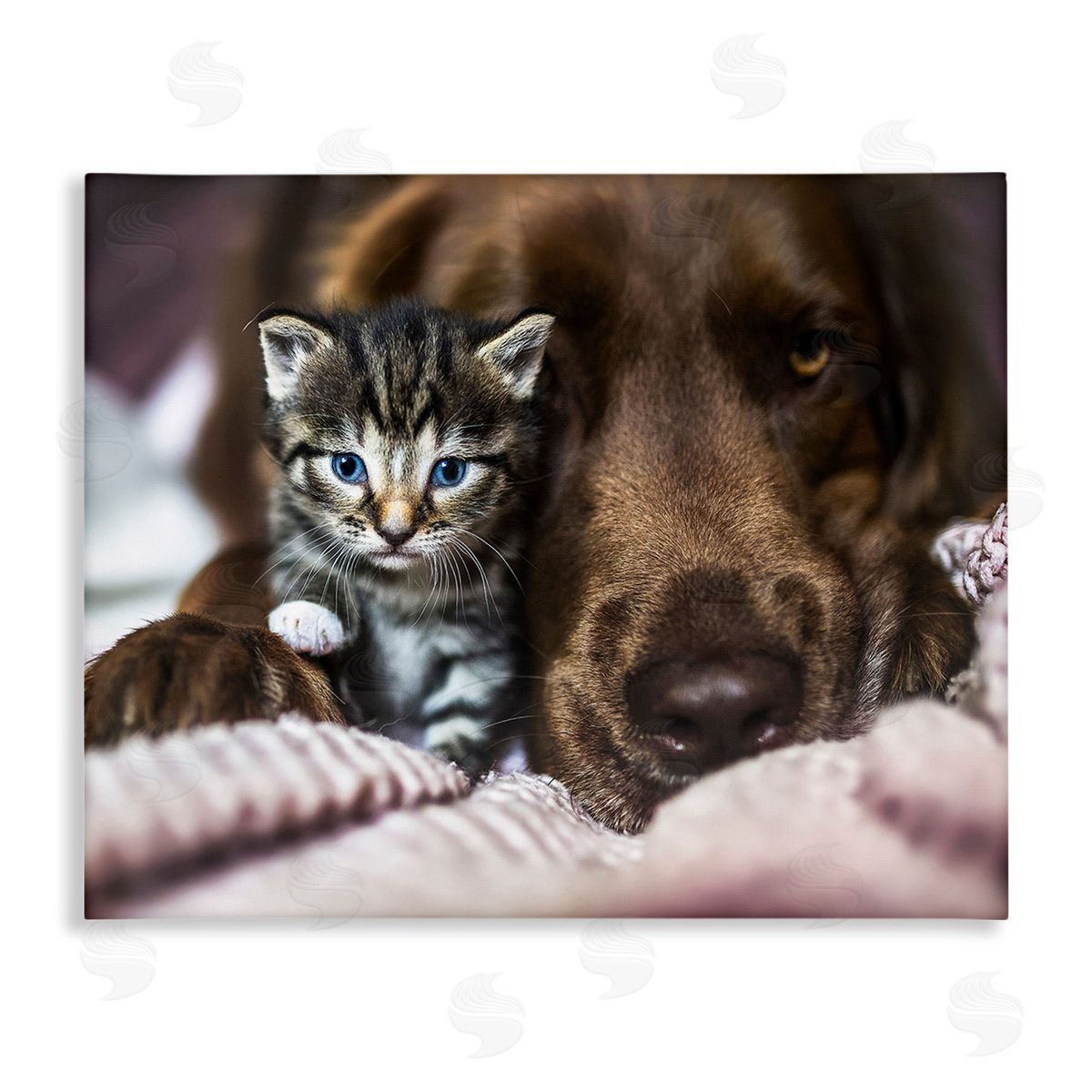 Natalie Grosse Kitten & Dog Snuggling