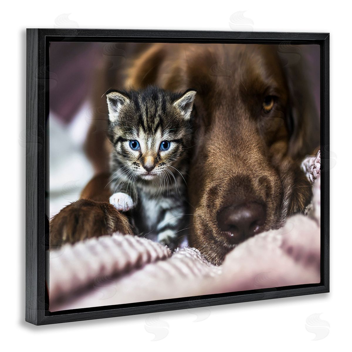Natalie Grosse Kitten & Dog Snuggling