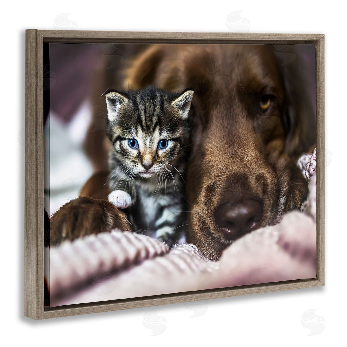 Natalie Grosse Kitten & Dog Snuggling