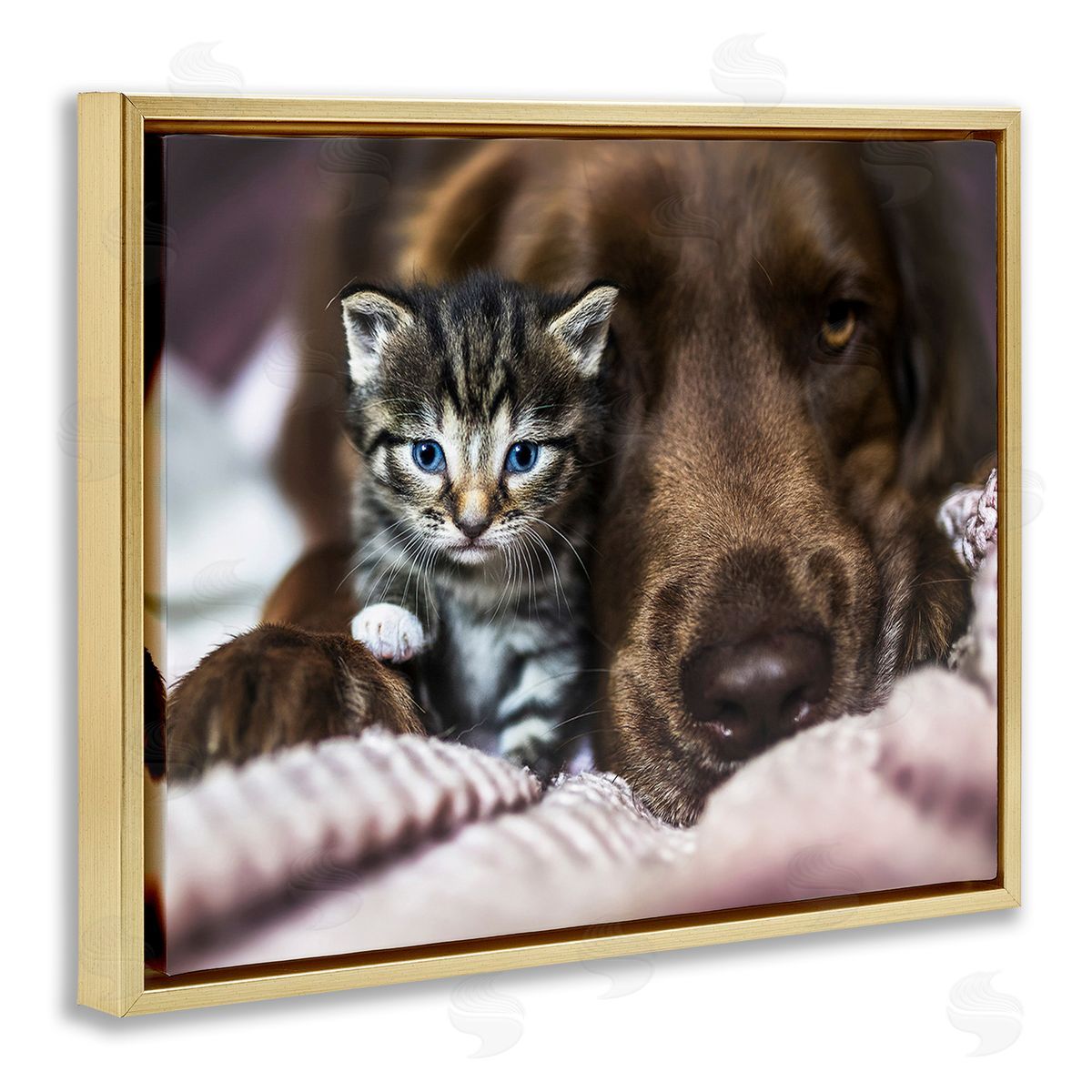 Natalie Grosse Kitten & Dog Snuggling