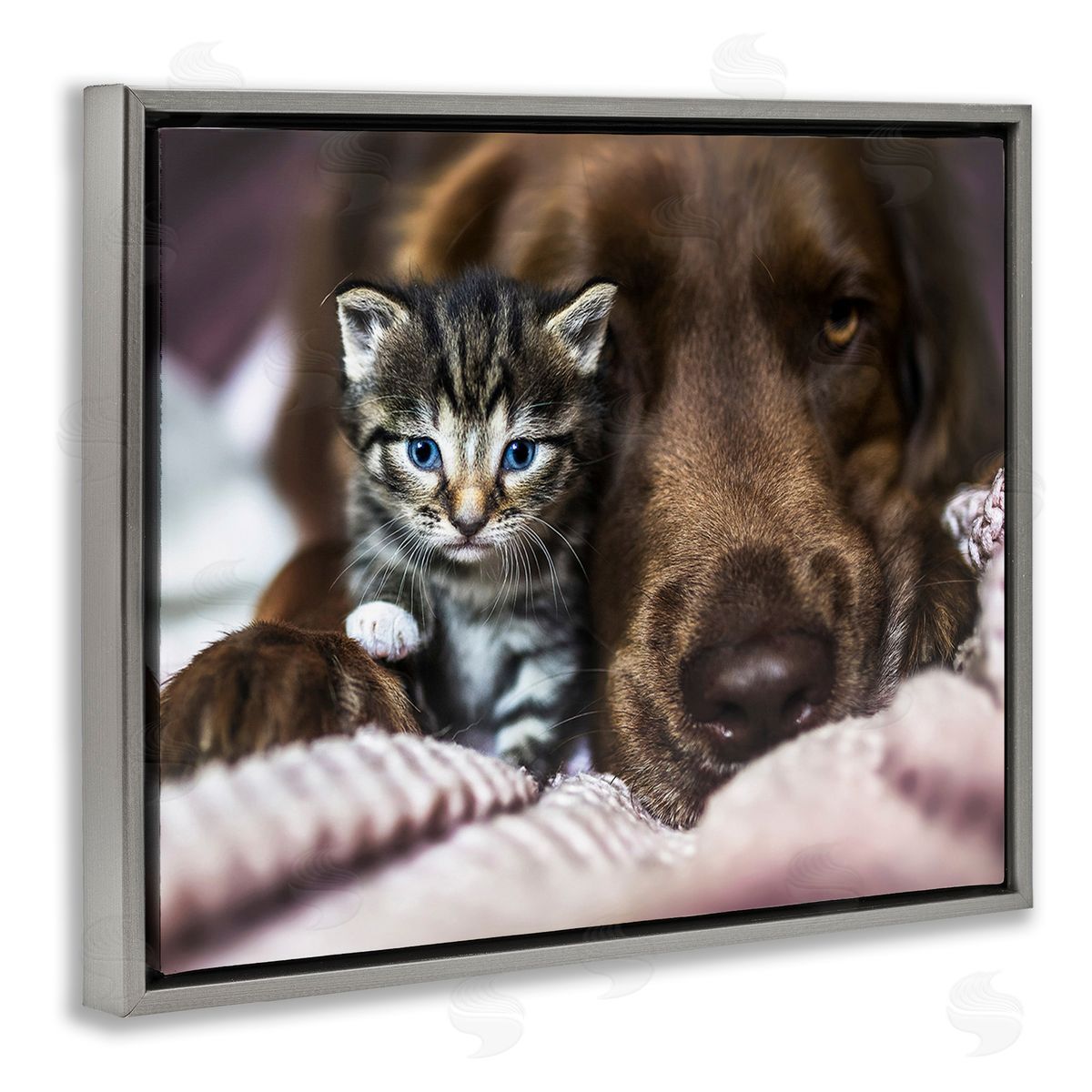Natalie Grosse Kitten & Dog Snuggling