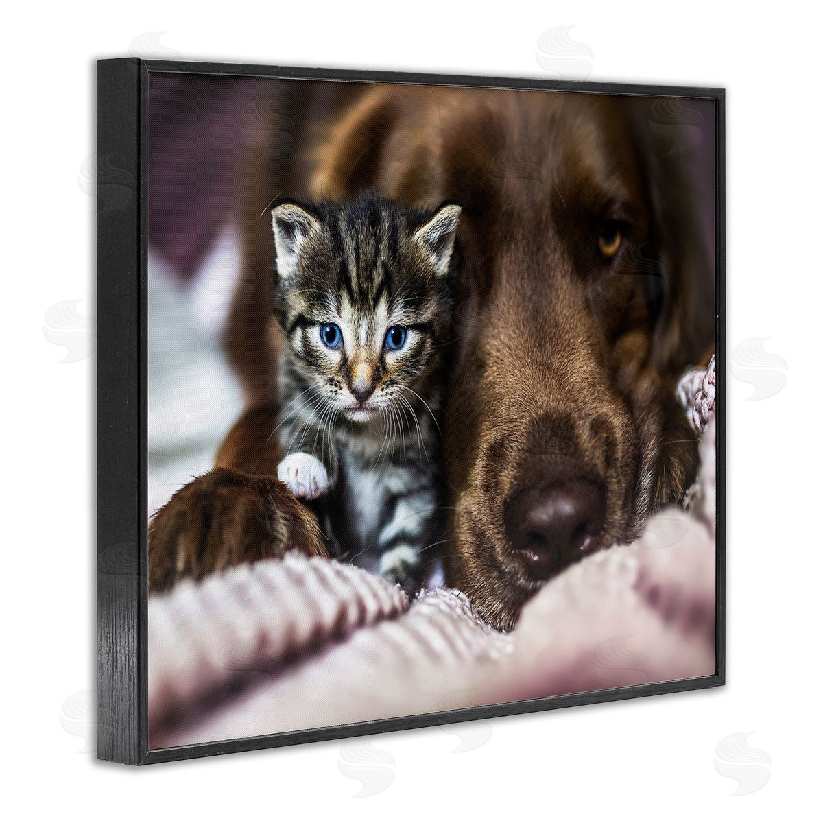 Natalie Grosse Kitten & Dog Snuggling