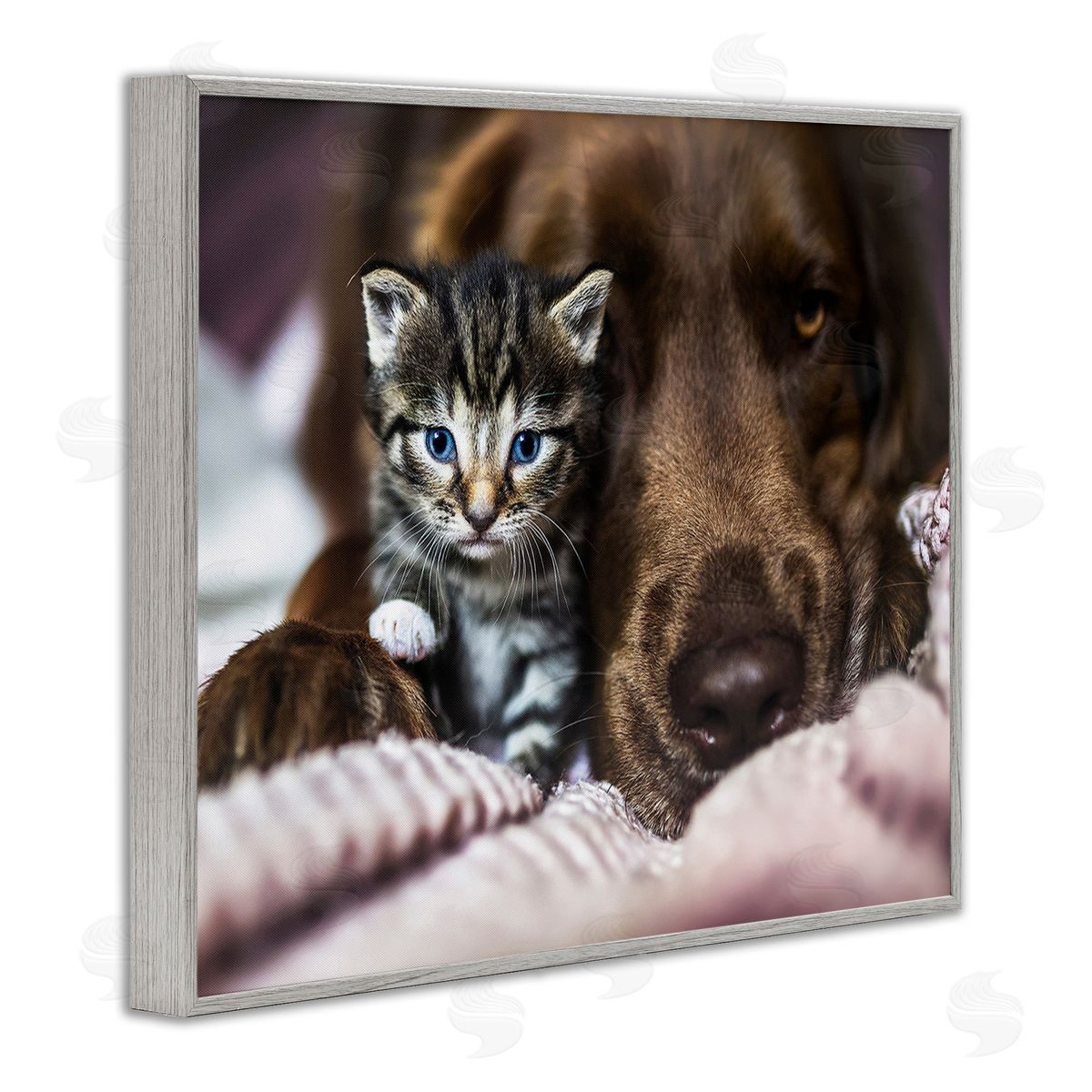 Natalie Grosse Kitten & Dog Snuggling