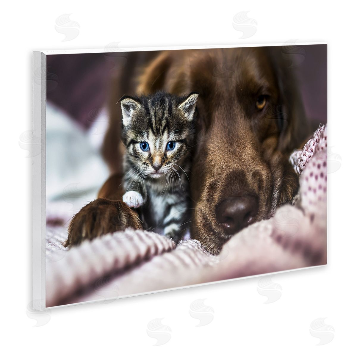 Natalie Grosse Kitten & Dog Snuggling
