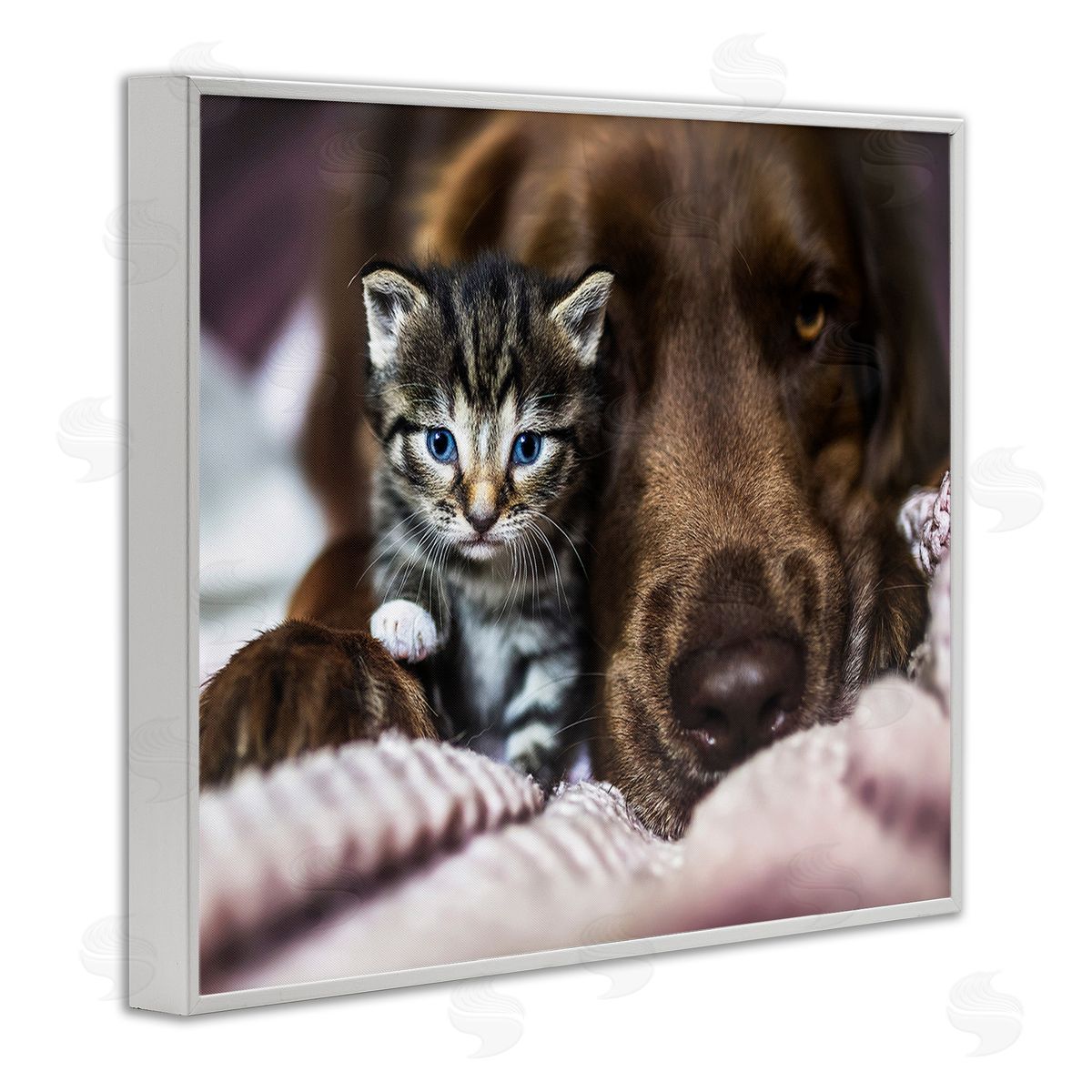 Natalie Grosse Kitten & Dog Snuggling
