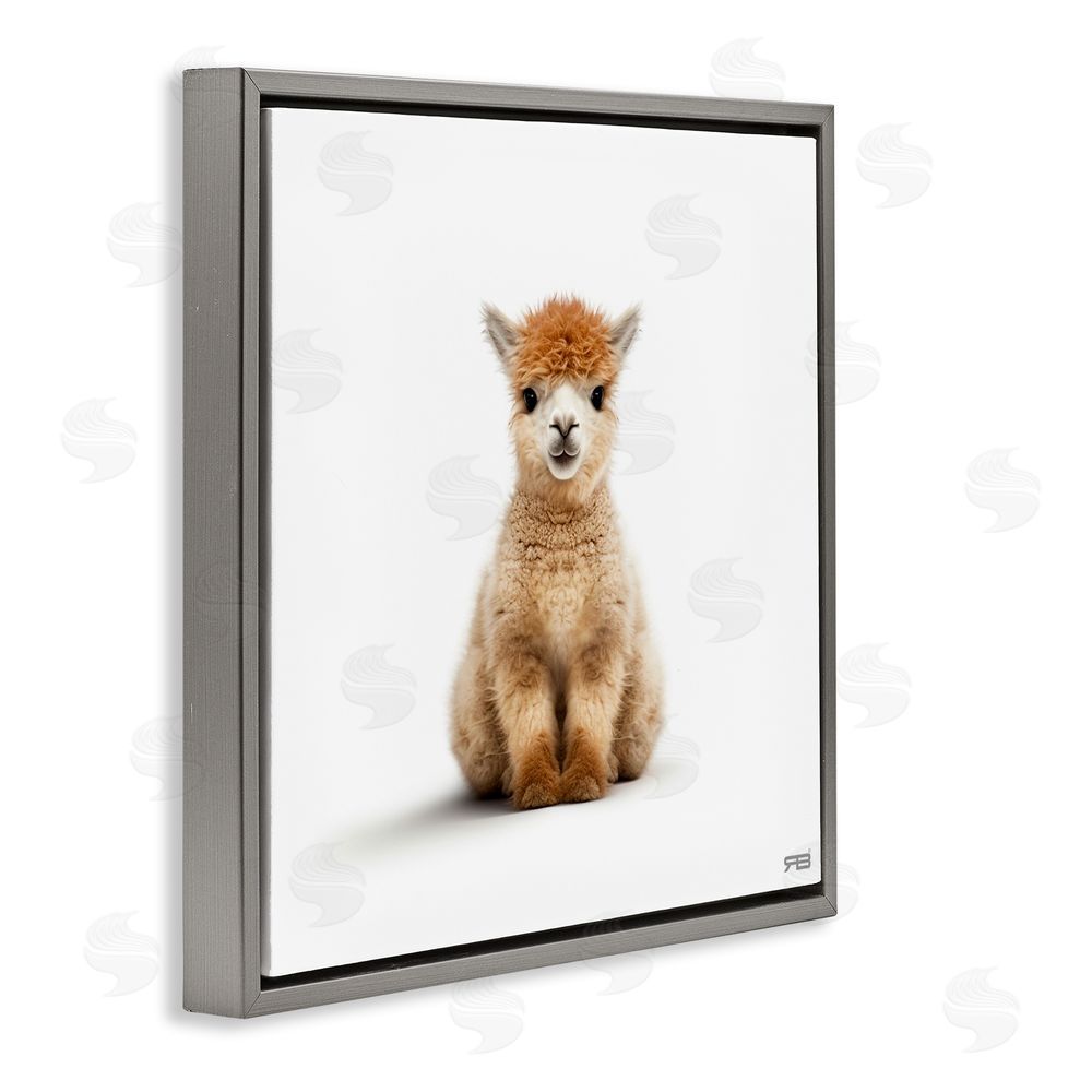 RB Baby Alpaca Portrait Gray Floating Frame Canvas Wall Art Print