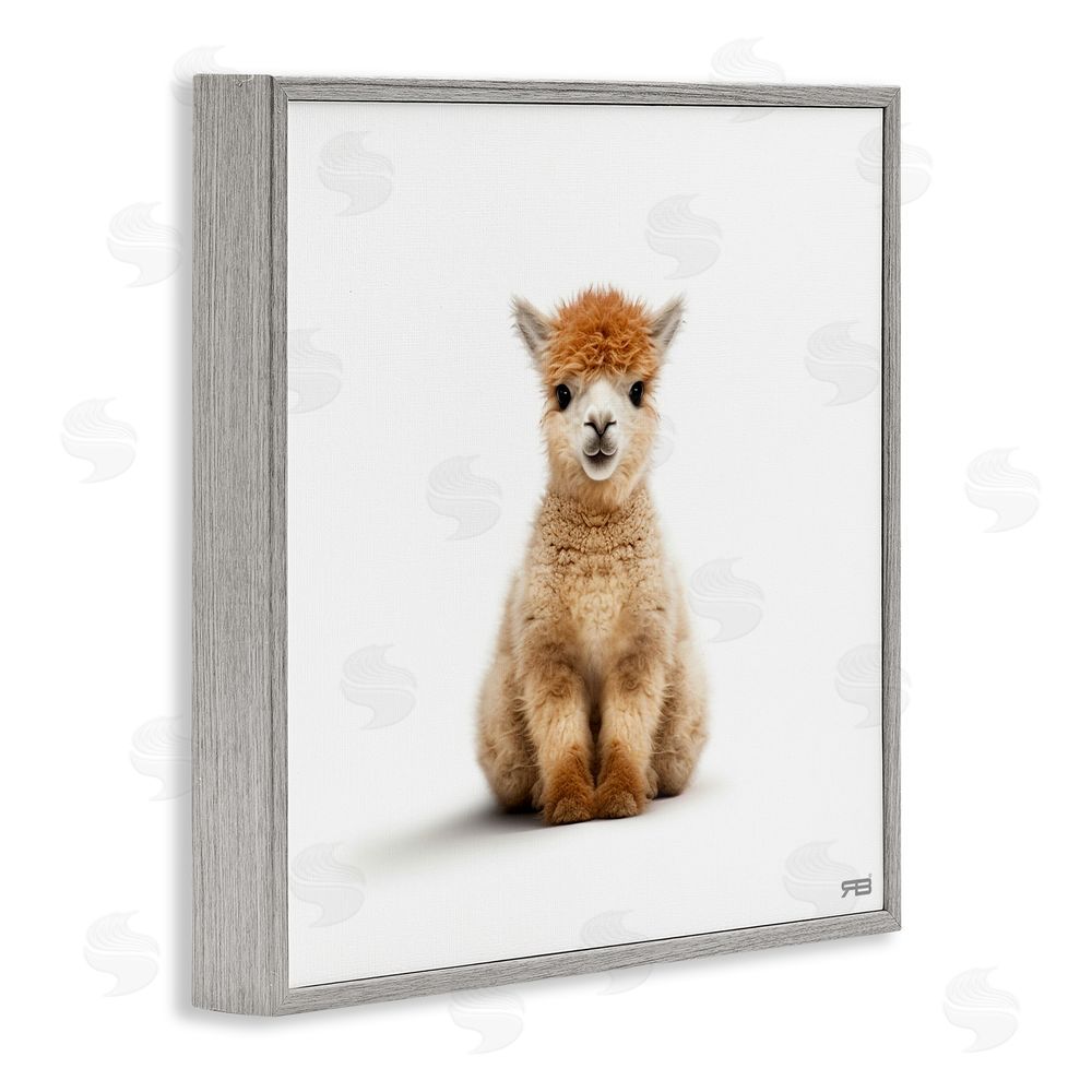 RB Baby Alpaca Portrait Gray Framed Glicee Wall Art Print