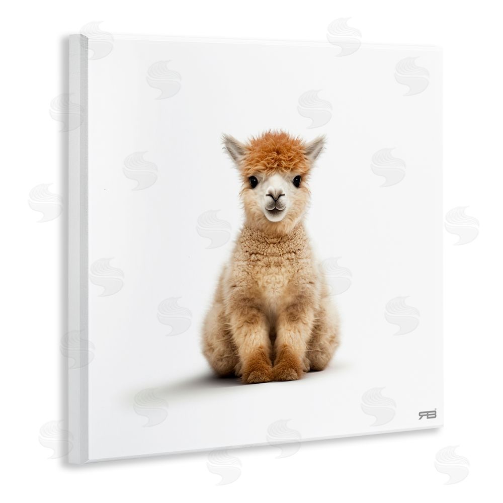 RB Baby Alpaca Portrait Wooden Wall Plaque Art Print