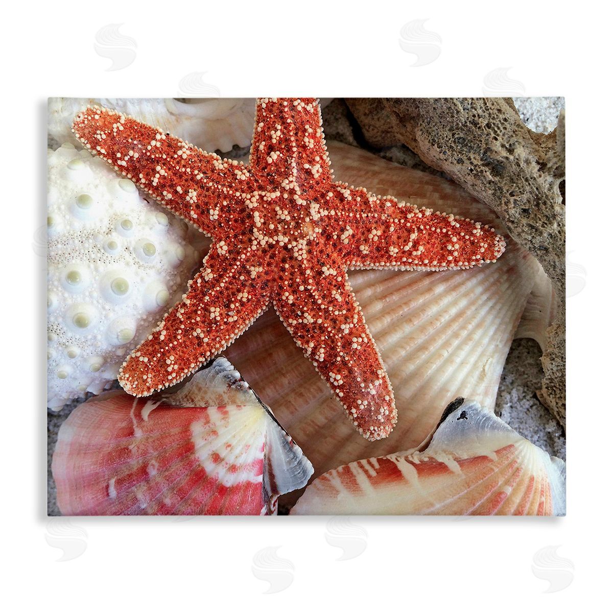 Graffitee Studios Various Seashells Ashore