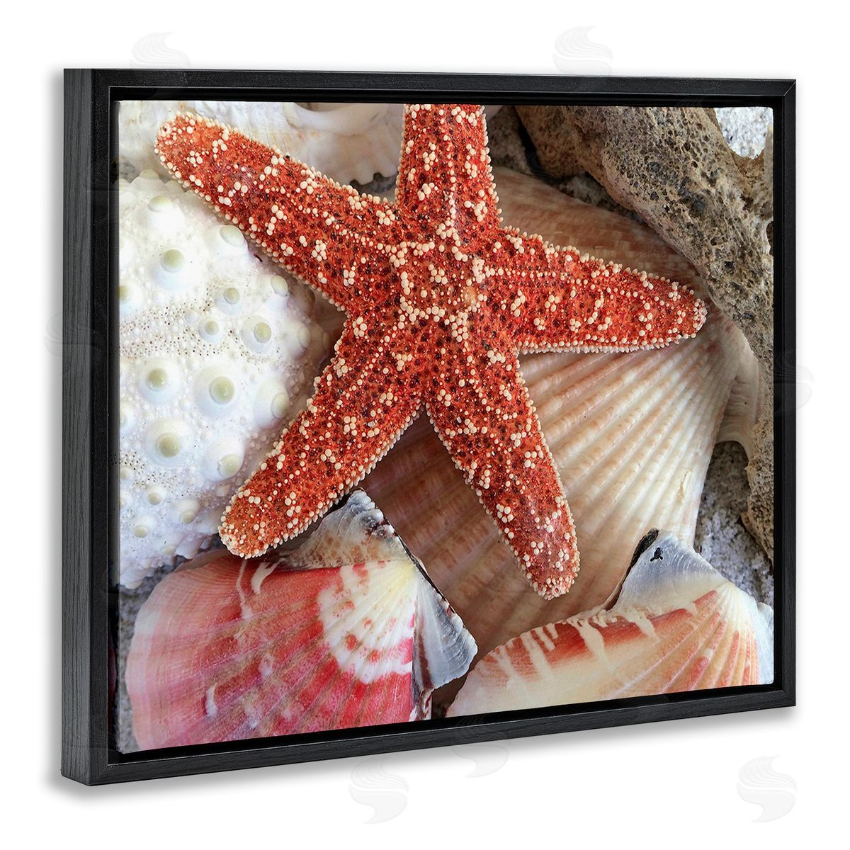 Graffitee Studios Various Seashells Ashore