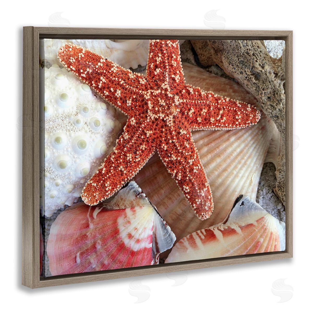 Graffitee Studios Various Seashells Ashore