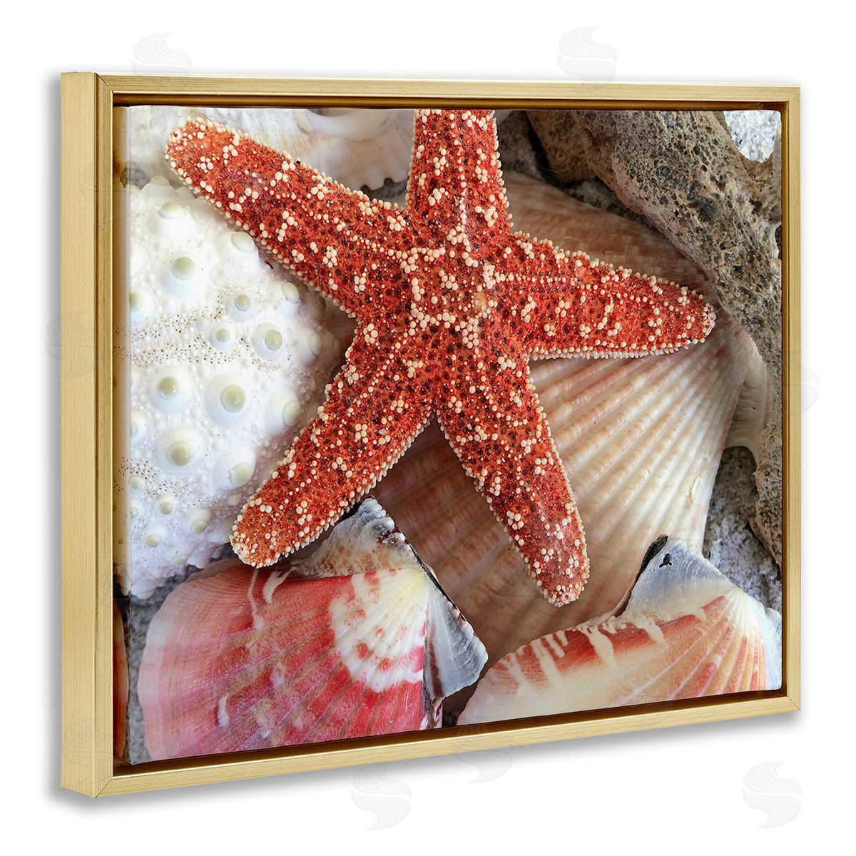 Graffitee Studios Various Seashells Ashore