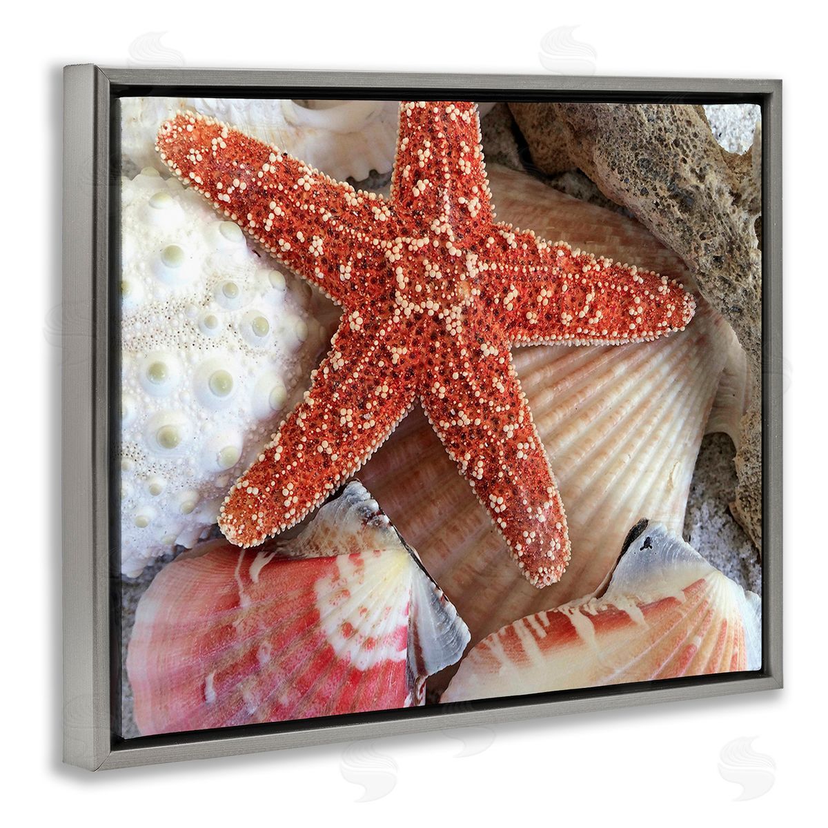 Graffitee Studios Various Seashells Ashore