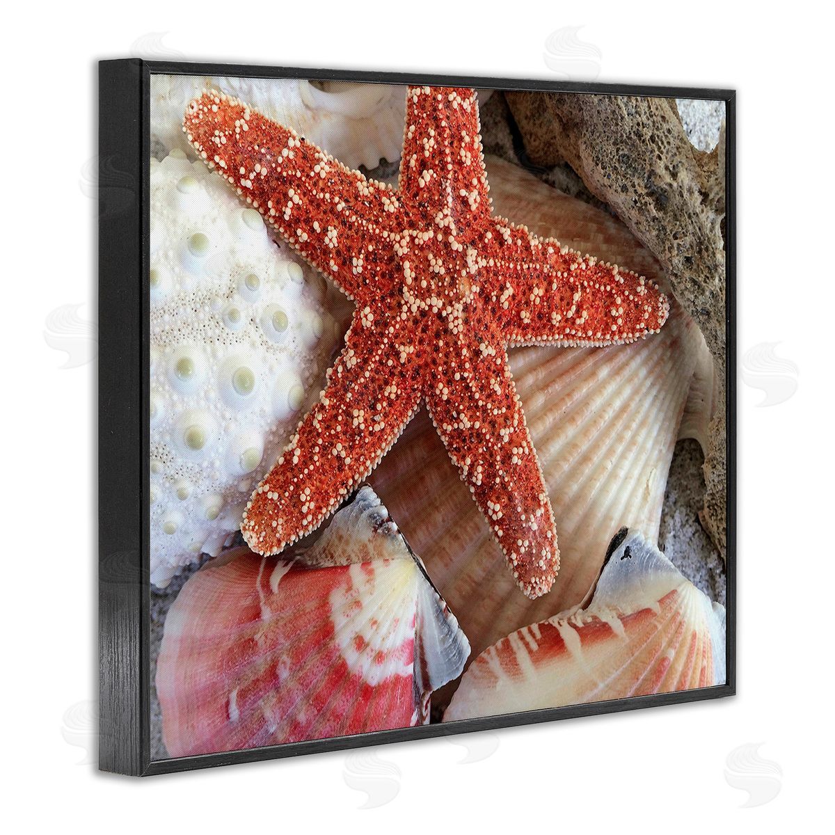 Graffitee Studios Various Seashells Ashore