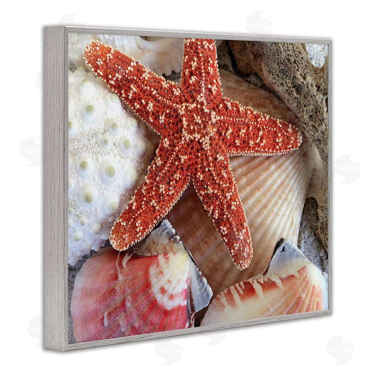 Graffitee Studios Various Seashells Ashore