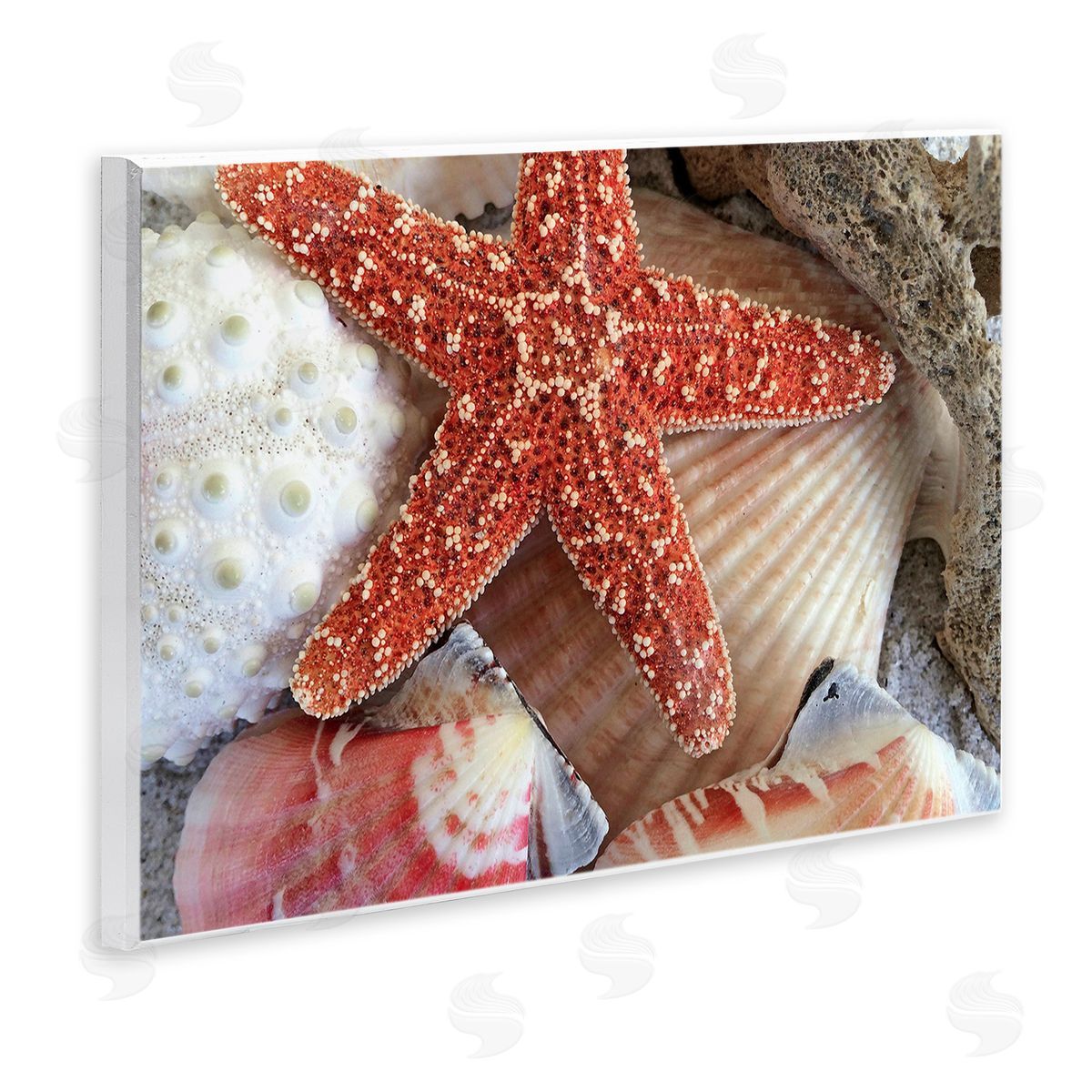 Graffitee Studios Various Seashells Ashore