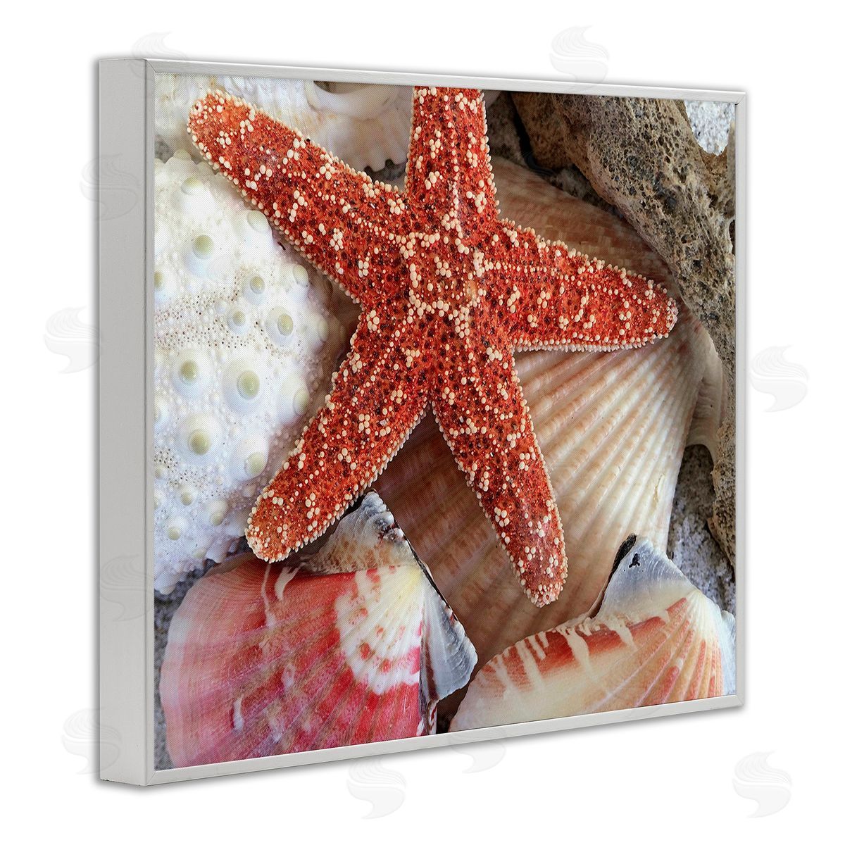 Graffitee Studios Various Seashells Ashore