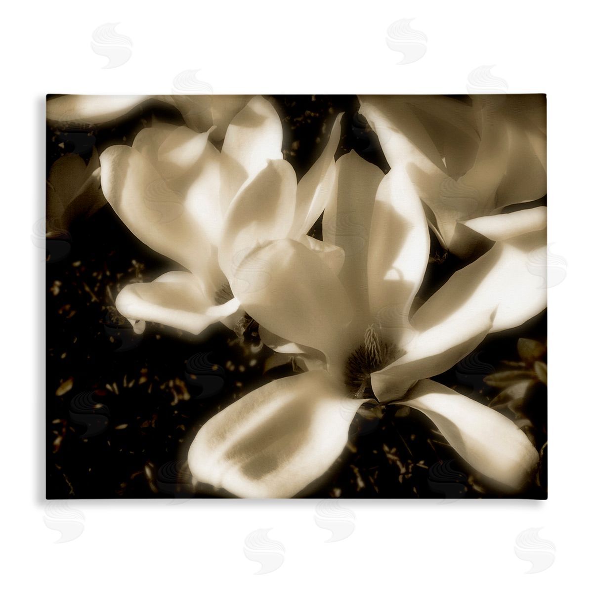 Noah Bay Plant Petals in Nature Canvas Wall Art Print
