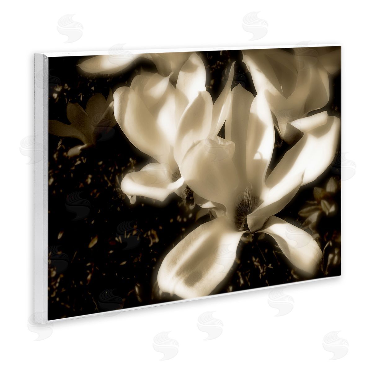 Noah Bay Plant Petals in Nature Wooden Wall Plaque Art Print