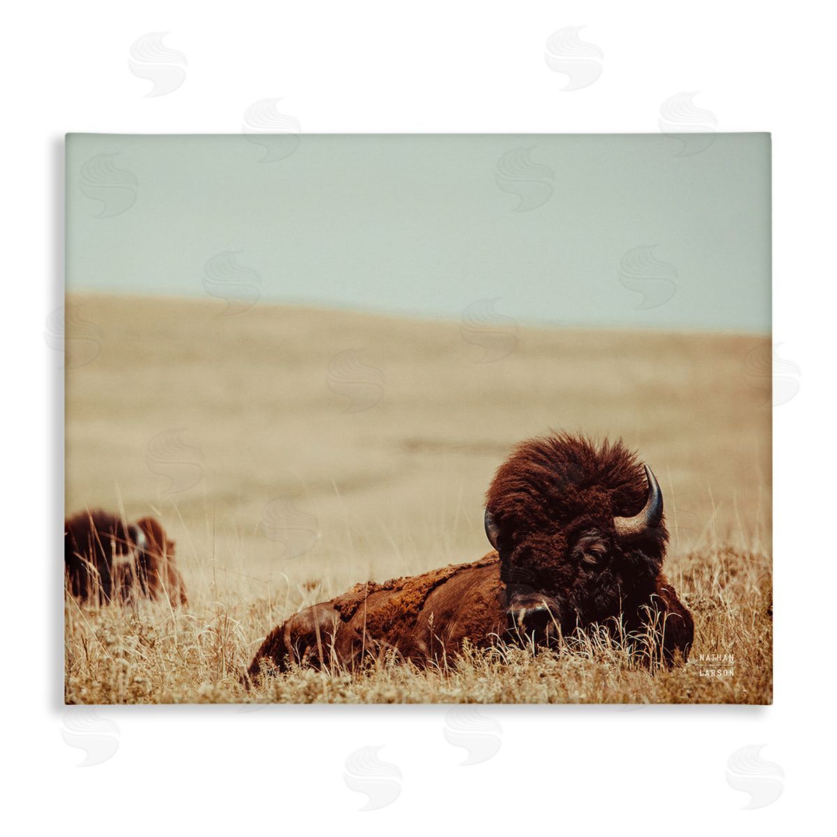 Nathan Larson Bison Relaxing in Field Canvas Wall Art Print