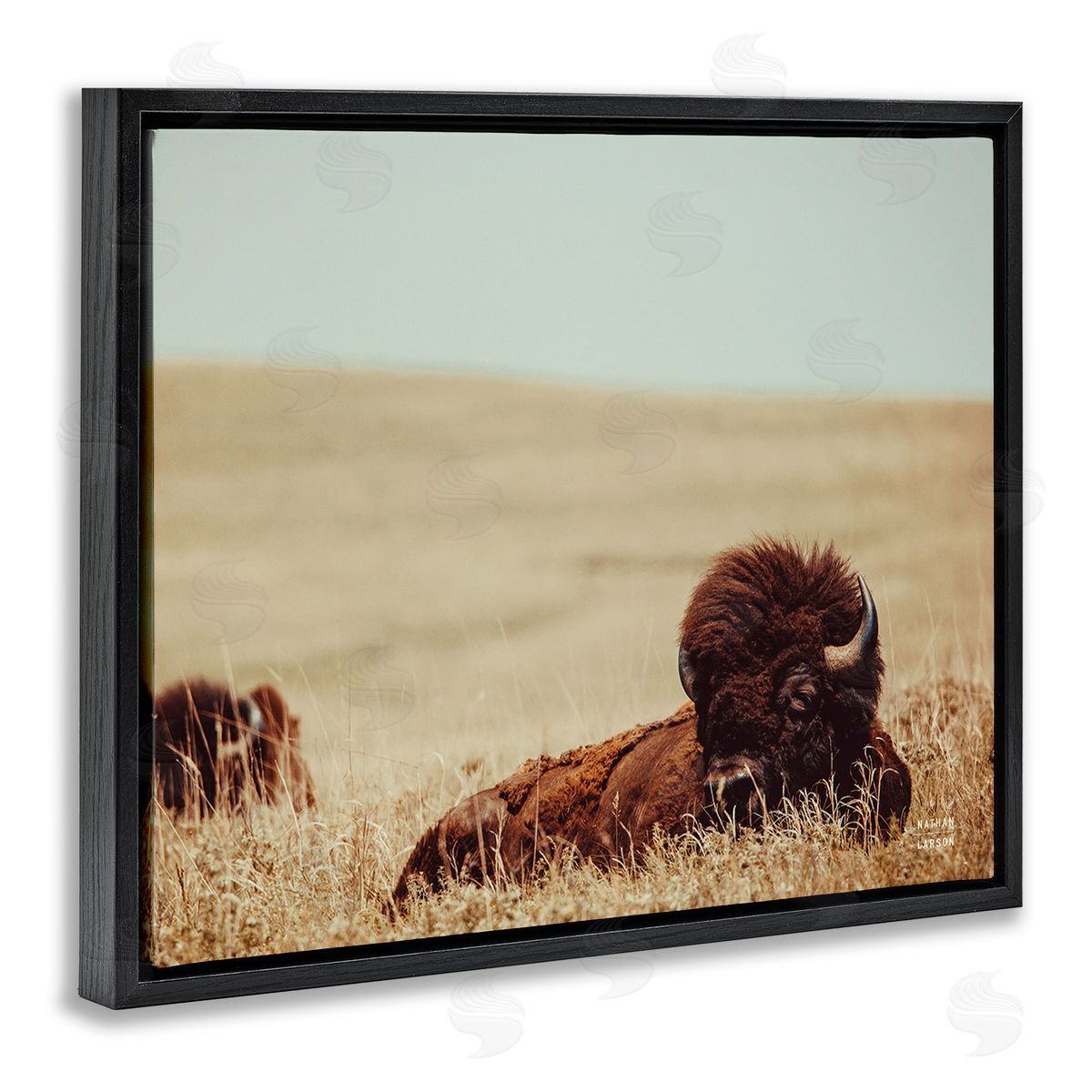 Nathan Larson Bison Relaxing in Field Black Floating Frame Canvas Wall Art Print