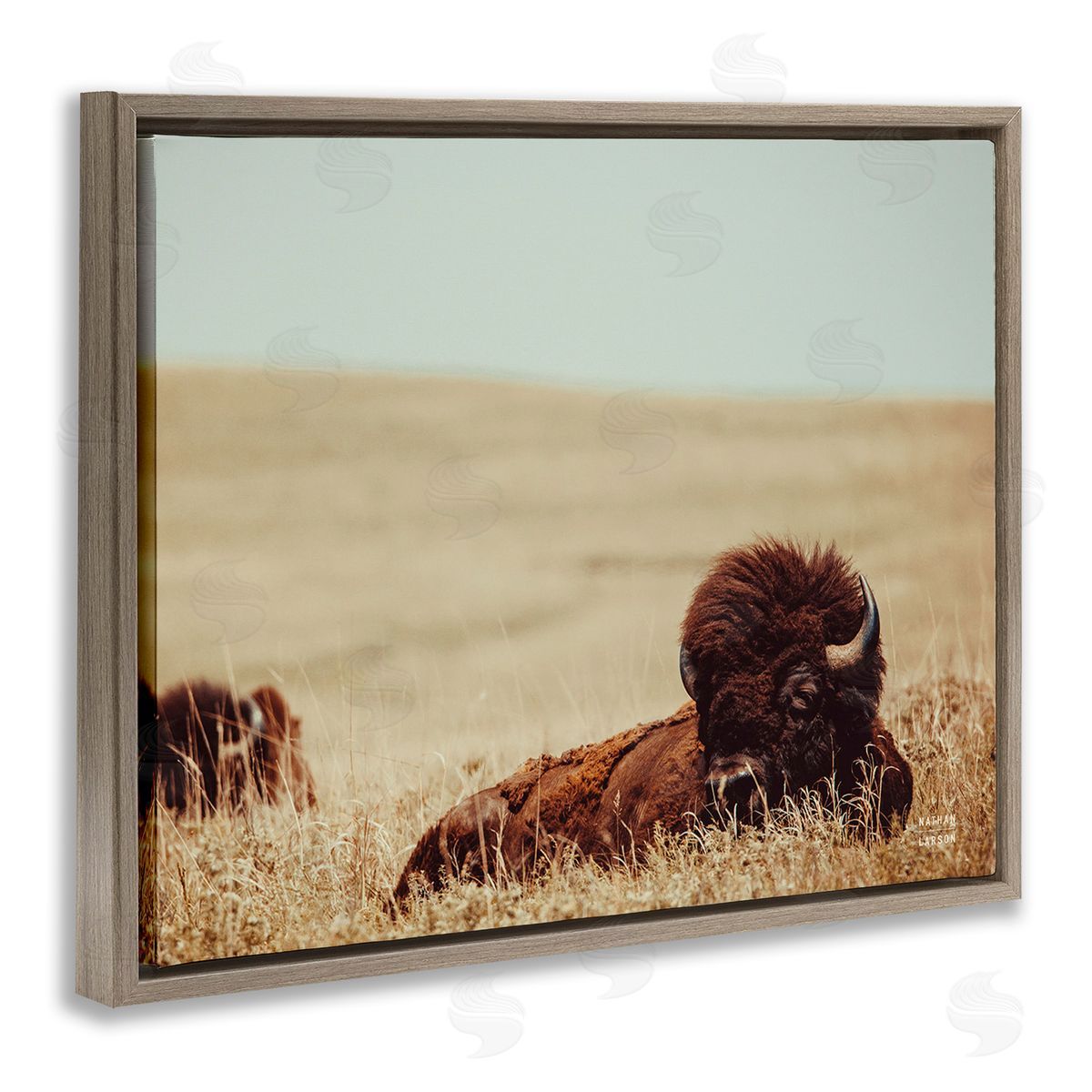 Nathan Larson Bison Relaxing in Field Brown Floating Frame Canvas Wall Art Print