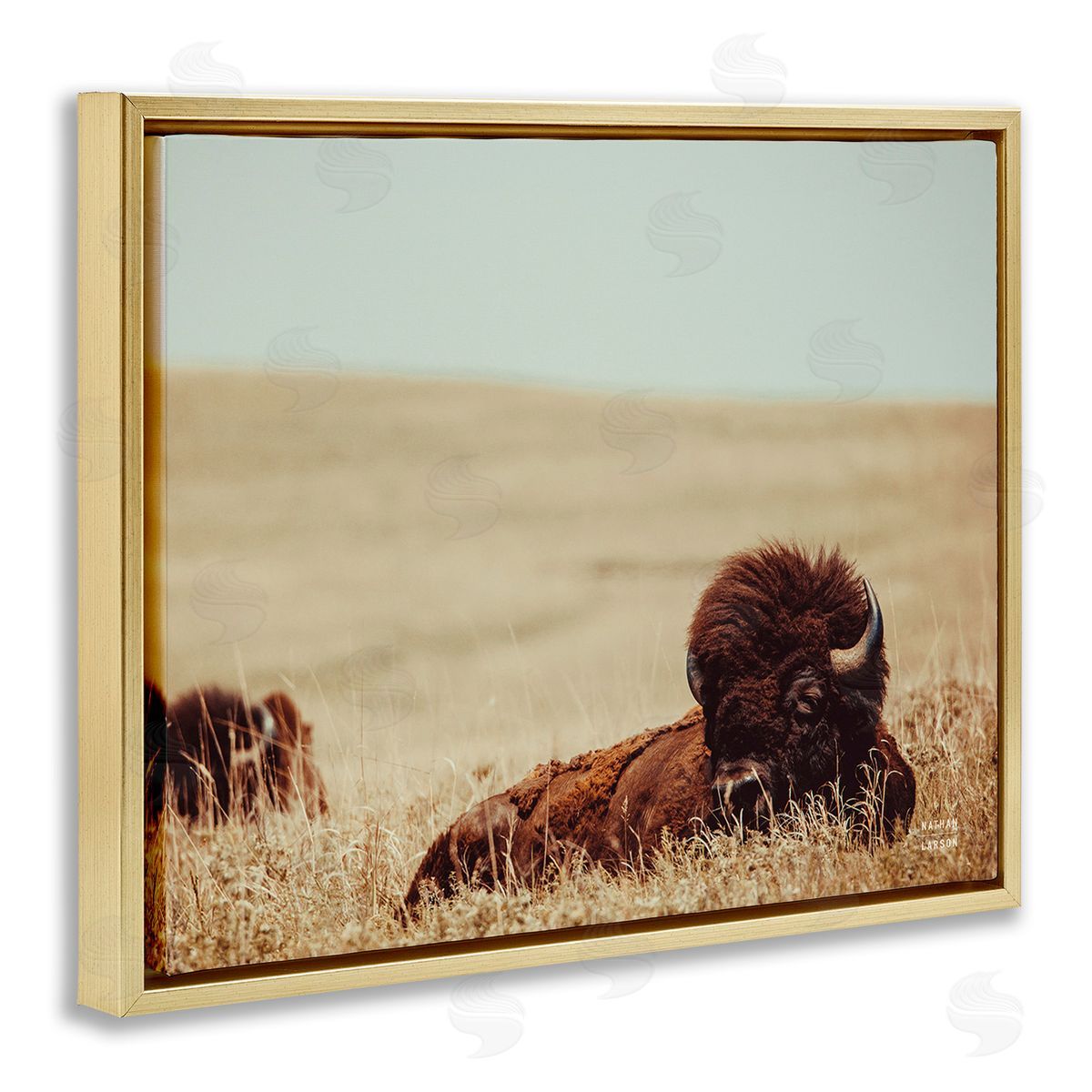 Nathan Larson Bison Relaxing in Field Gold Floating Frame Canvas Wall Art Print