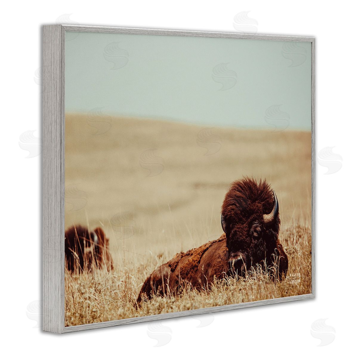 Nathan Larson Bison Relaxing in Field Gray Framed Giclee Wall Art Print