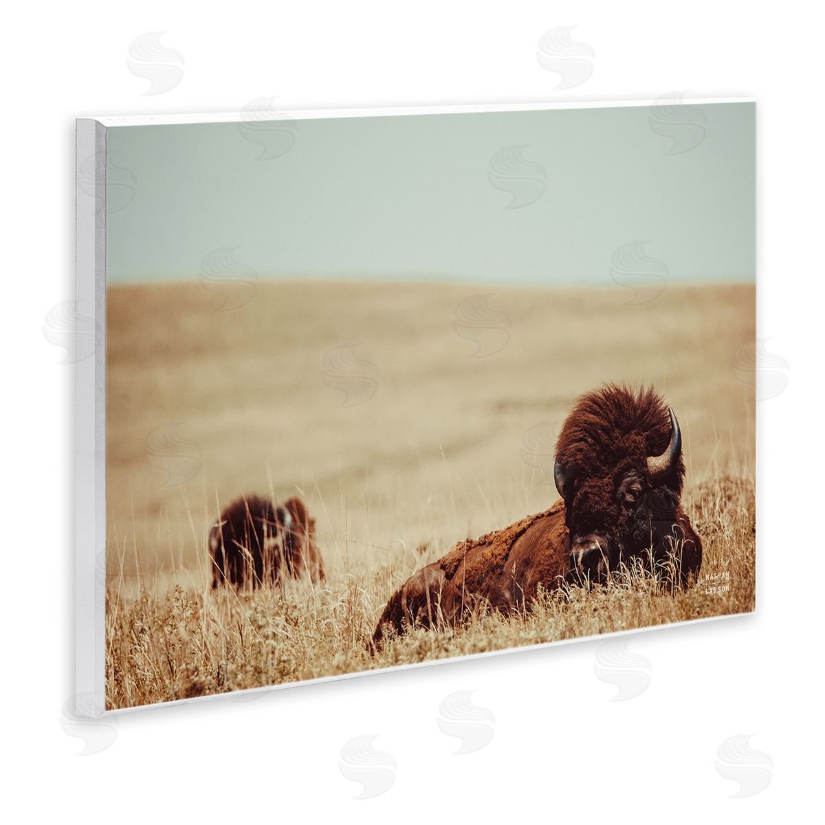 Nathan Larson Bison Relaxing in Field Wooden Wall Plaque Art Print