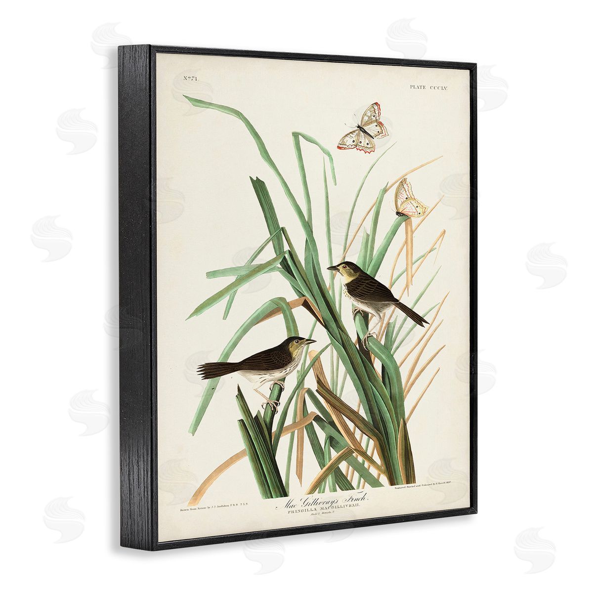 John James Audubon Traditional Nature Study Black Framed Giclee Wall Art Print
