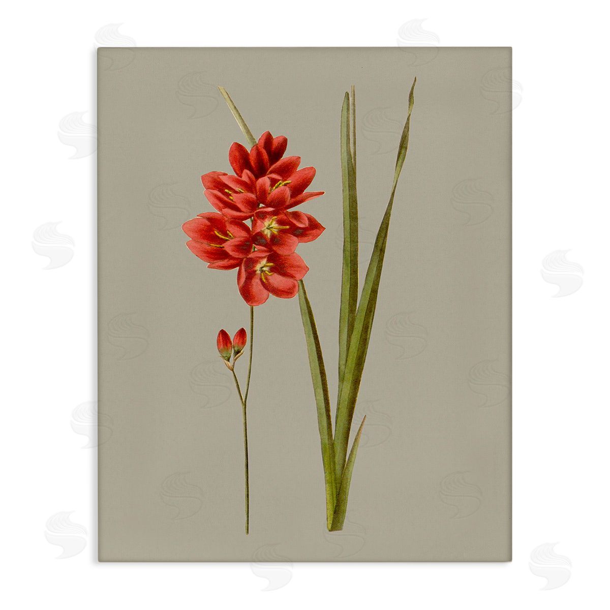 Vision Studio Red Traditional Botanical Canvas Wall Art Print