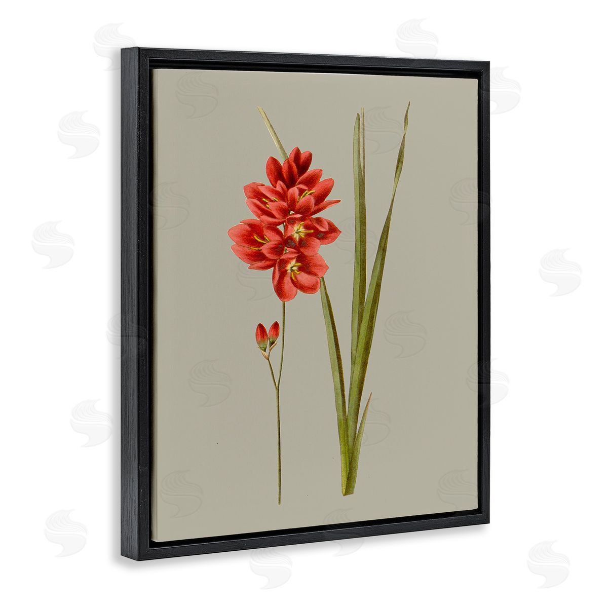 Vision Studio Red Traditional Botanical Black Floating Frame Canvas Wall Art Print
