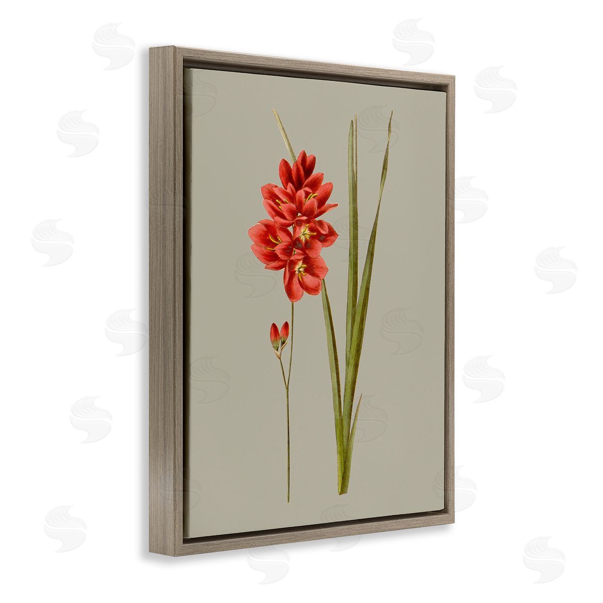 Vision Studio Red Traditional Botanical Brown Floating Frame Canvas Wall Art Print