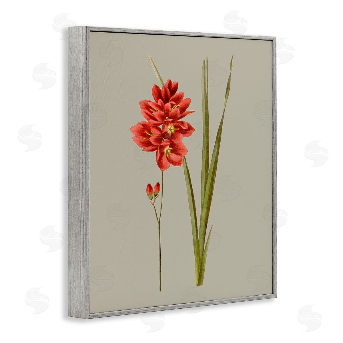 Vision Studio Red Traditional Botanical Gray Framed Giclee Wall Art Print
