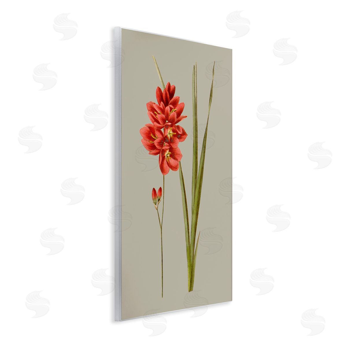 Vision Studio Red Traditional Botanical Wooden Wall Plaque Art Print