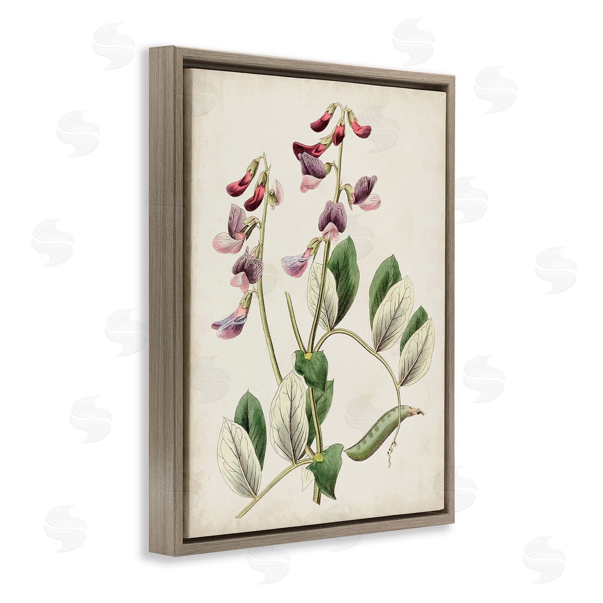 Ridgeway Vintage Foxglove Study Brown Floating Frame Canvas Wall Art Print
