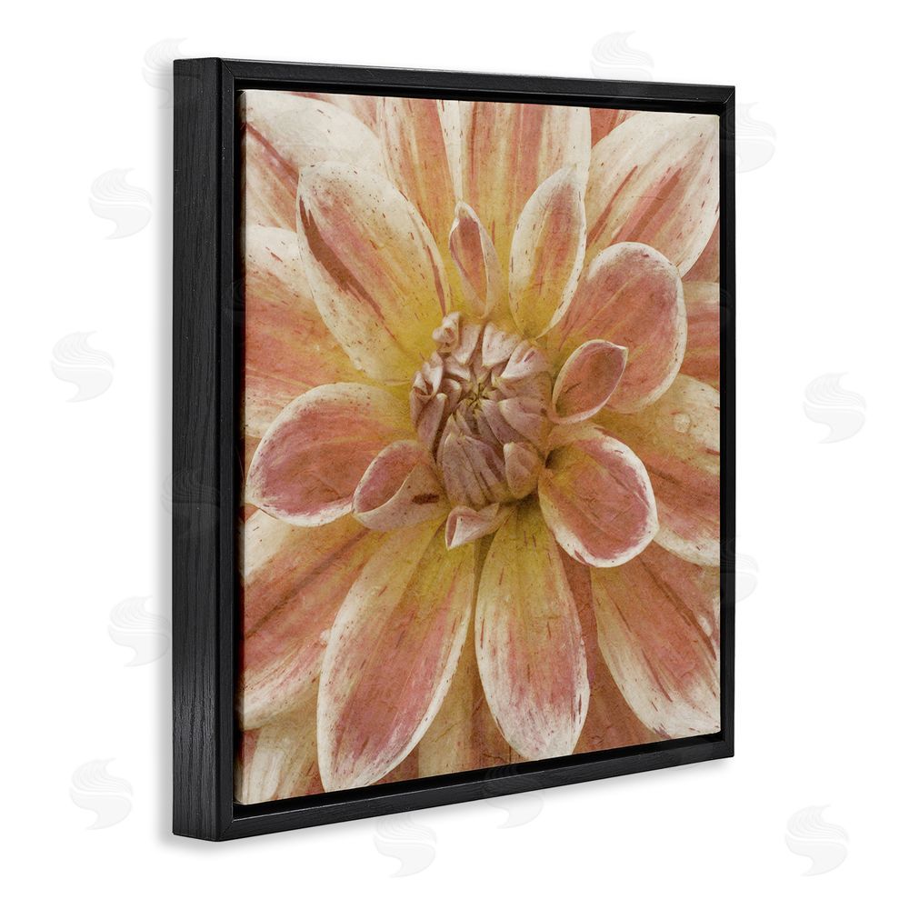 Alonzo Saunders Blooming Petals Close Up Black Floating Frame Canvas Wall Art Print