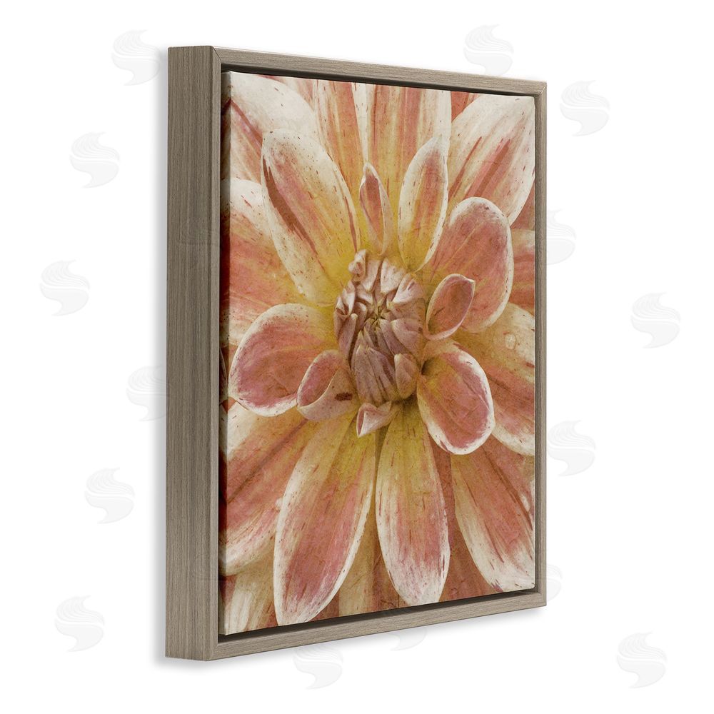 Alonzo Saunders Blooming Petals Close Up Brown Floating Frame Canvas Wall Art Print
