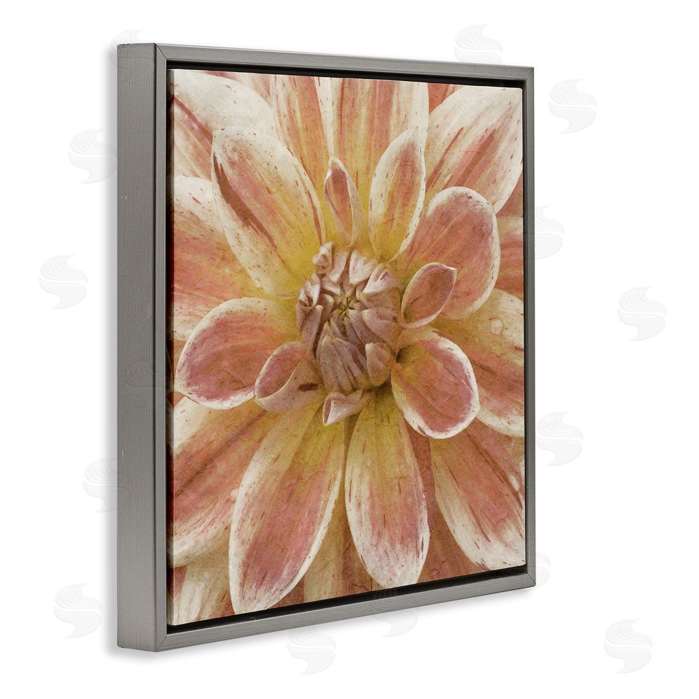 Alonzo Saunders Blooming Petals Close Up Gray Floating Frame Canvas Wall Art Print