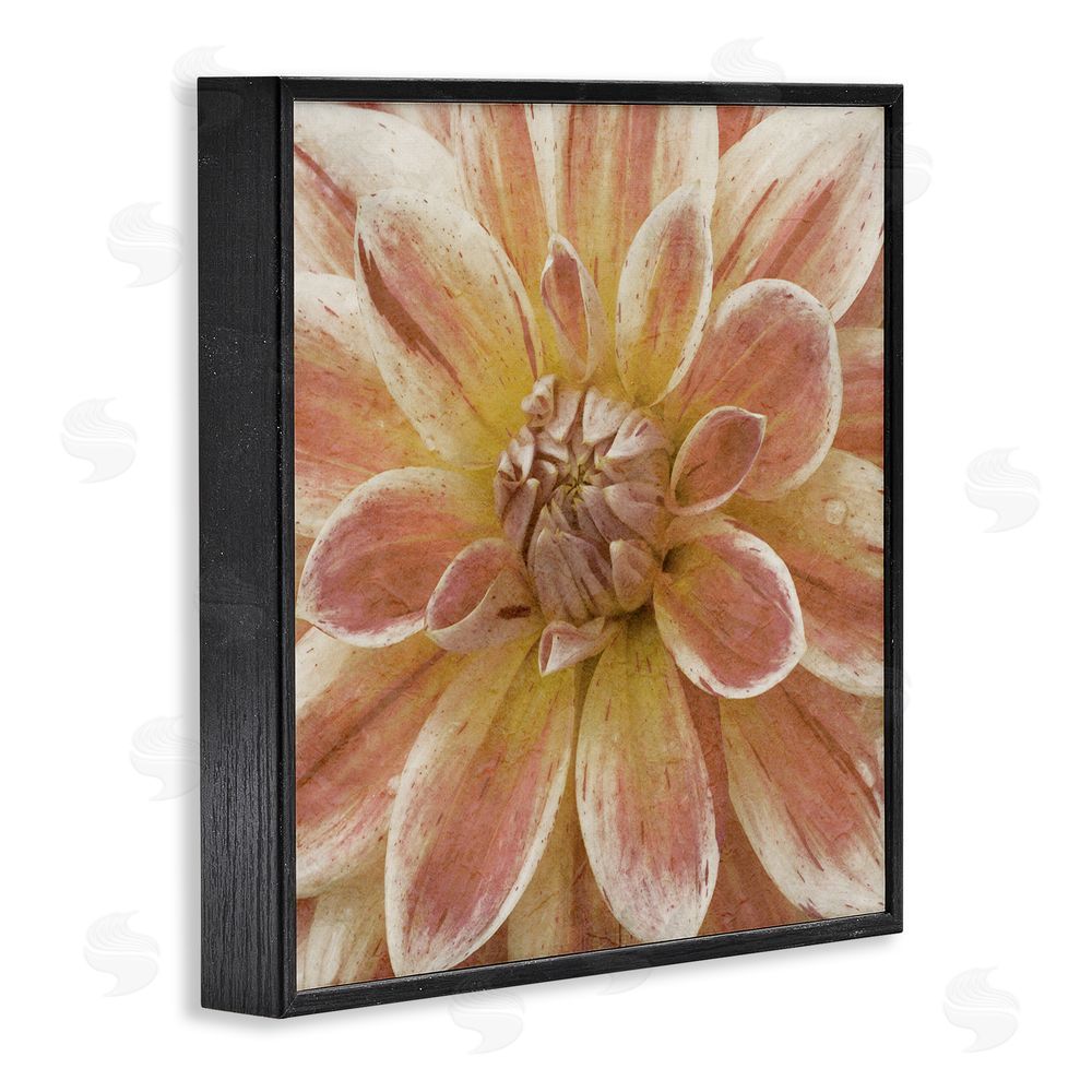 Alonzo Saunders Blooming Petals Close Up Black Framed Glicee Wall Art Print