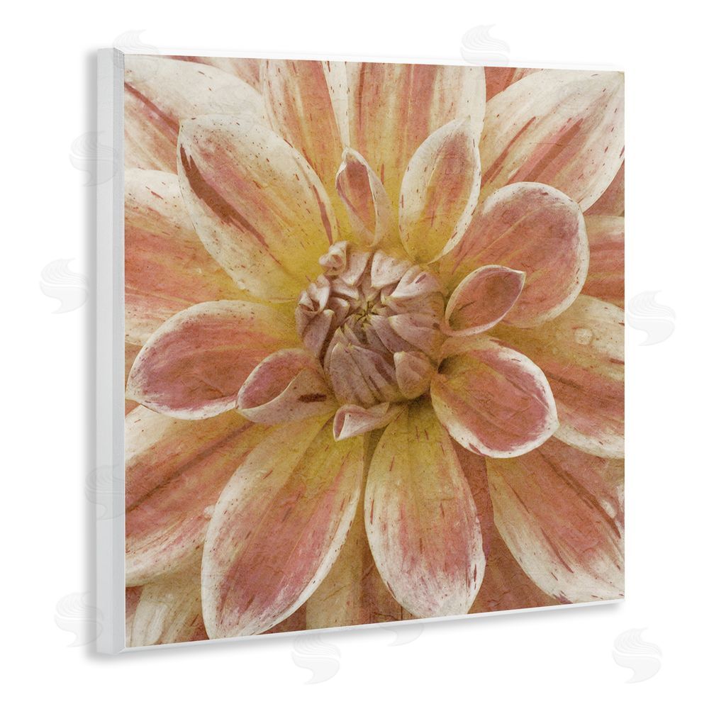 Alonzo Saunders Blooming Petals Close Up Wooden Wall Plaque Art Print