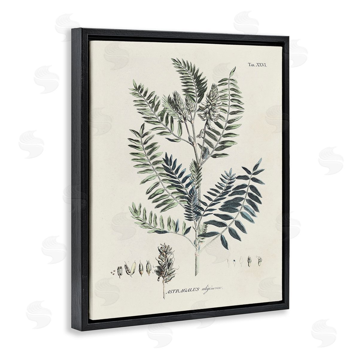 Martini Vintage Leaf Diagram Black Floating Frame Canvas Wall Art Print