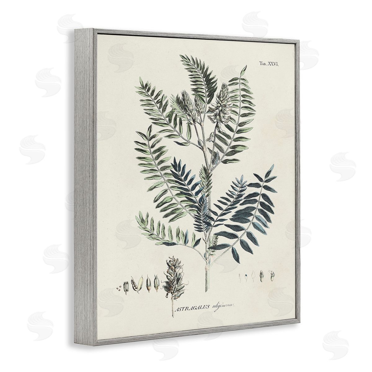 Martini Vintage Leaf Diagram Gray Framed Giclee Wall Art Print