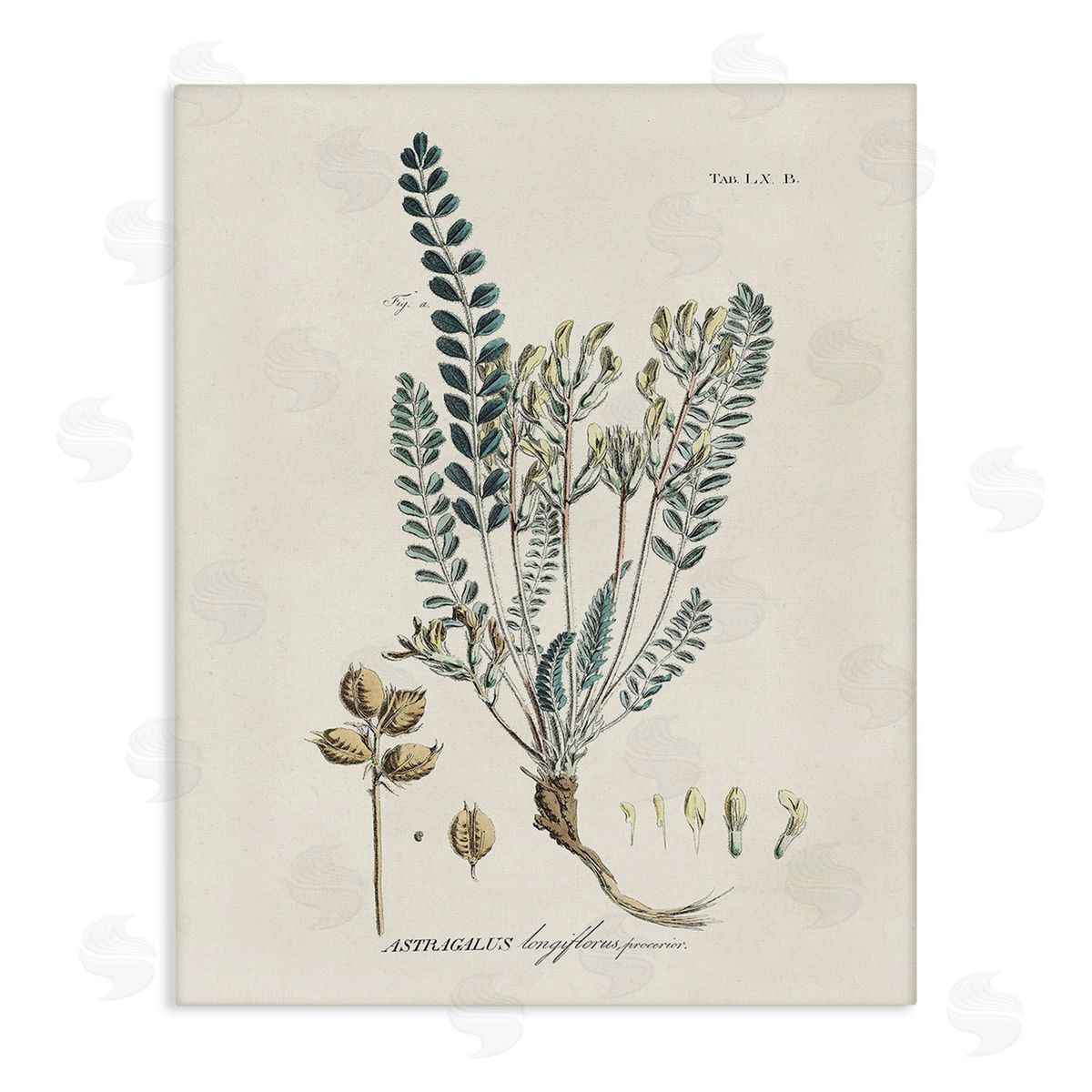 Martini Nature Leaves & Seeds Canvas Wall Art Print